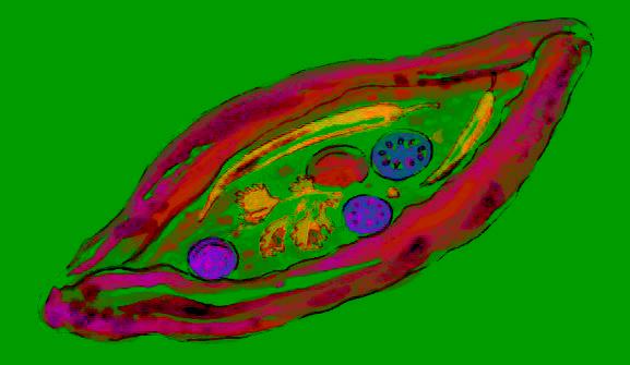 土耳其披萨”pide
